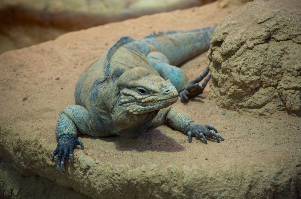 The Day Of The&nbsp;Iguana