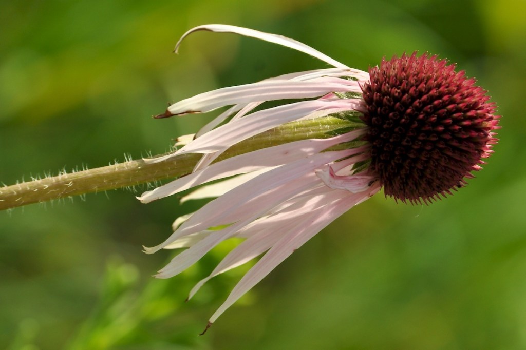 The Flower’s Shuttlecock