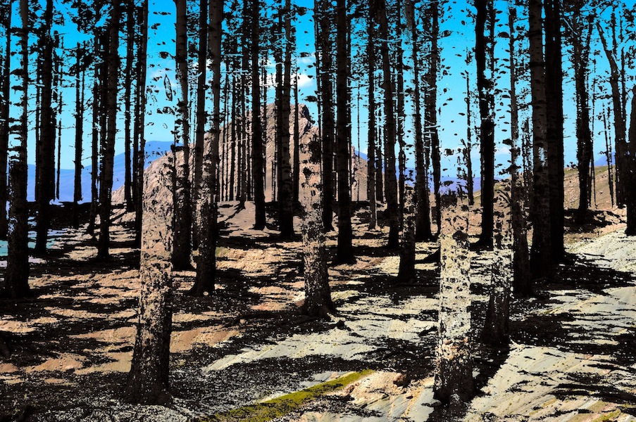 Once There Were Woods