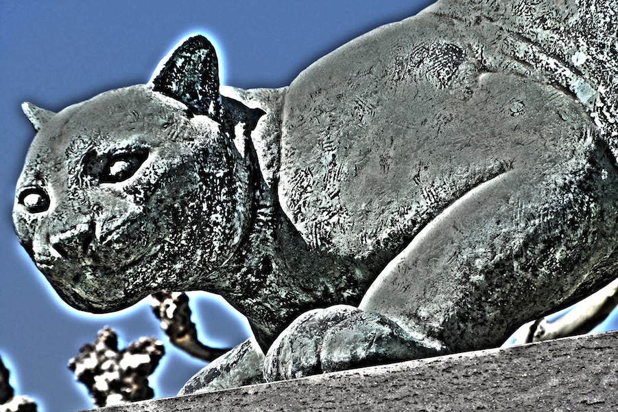 The Curse Of The Giant&nbsp;Cat