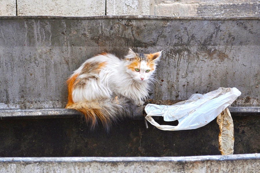 The Dirty Kitten Spies On You