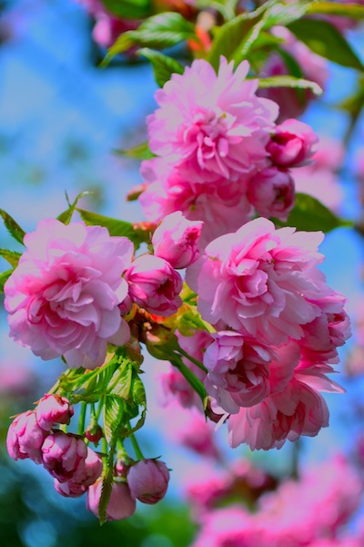 The Coming Of&nbsp;Spring