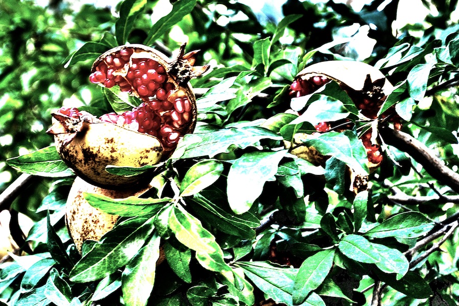Pomegranates In The Sun