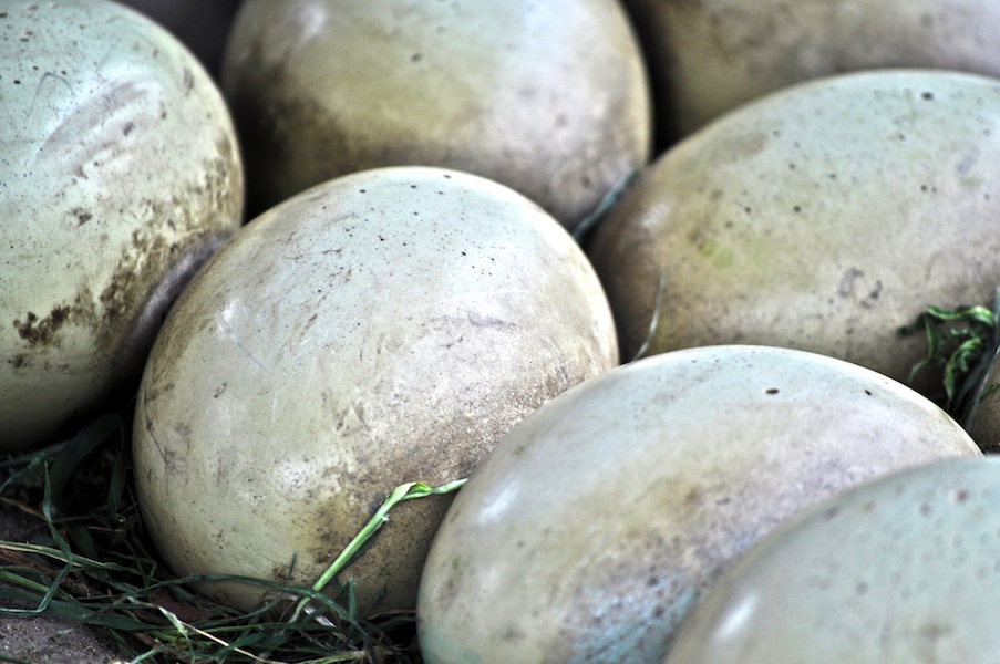 Eggs And Their Shells