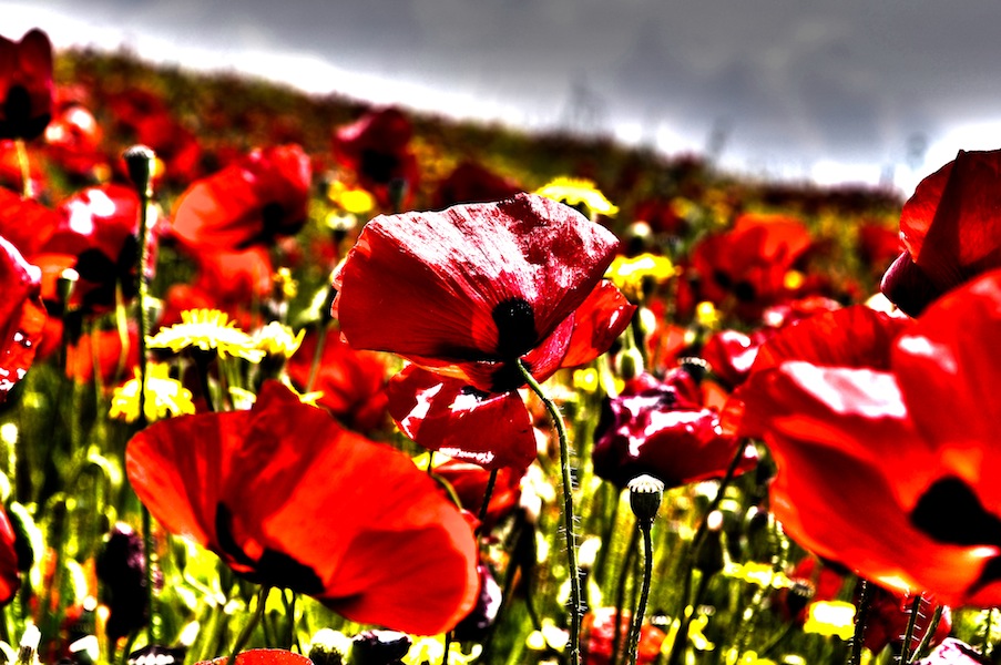 Field Of Poppies Before The Thunderstorm