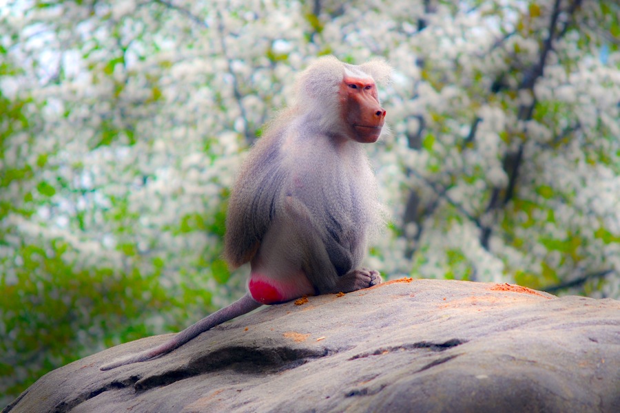 The Monkey Off Your&nbsp;Back