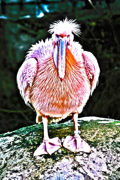 The Strange Case Of The Pelican