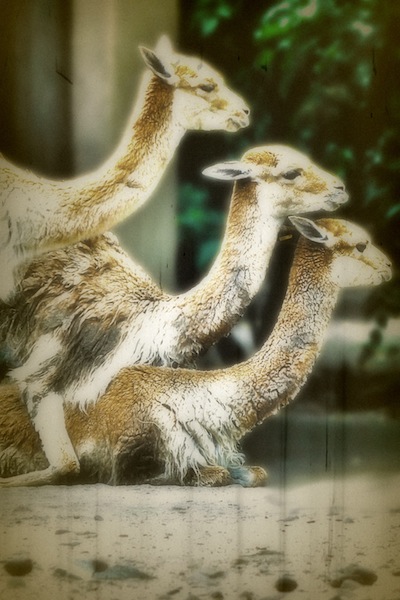 But Three Is A&nbsp;Crowd