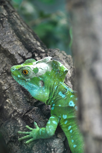 Do Not Drive Me Up A Tree