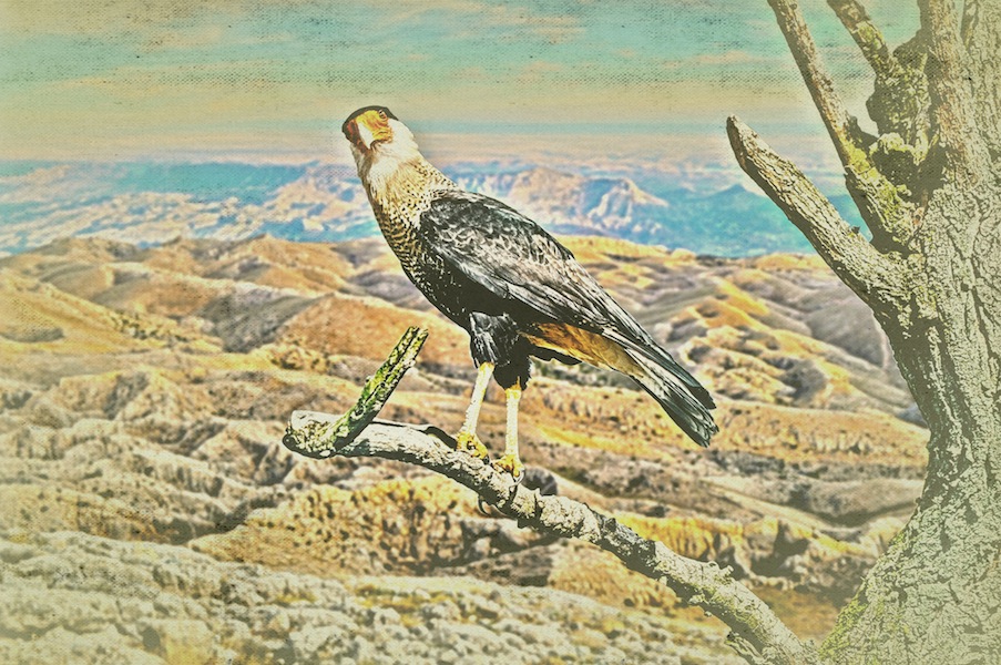 Under The Spell Of The Eagle Eye