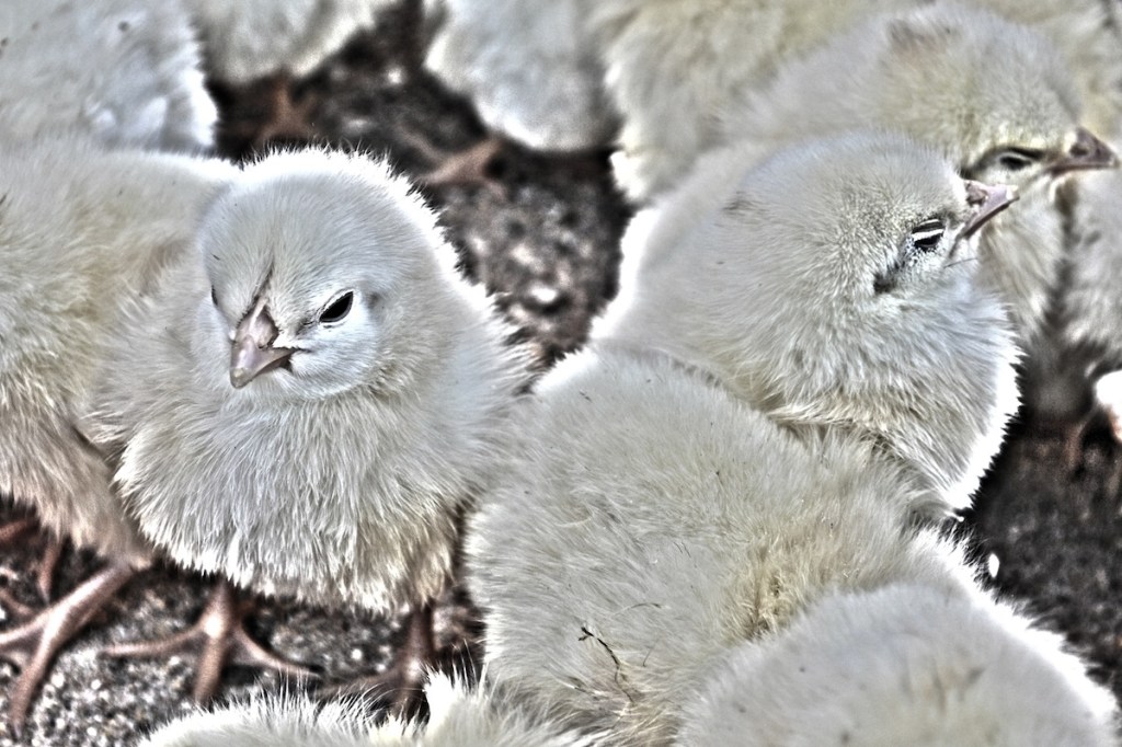 And Now For Something Completely&nbsp;Fluffy