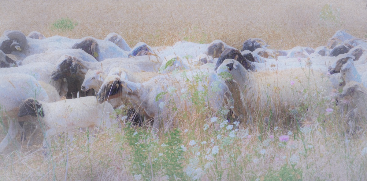 ...And Dream Of Sheep