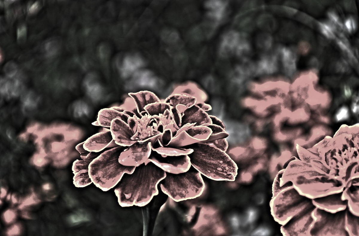 ...Is Like A Flower In The Dark