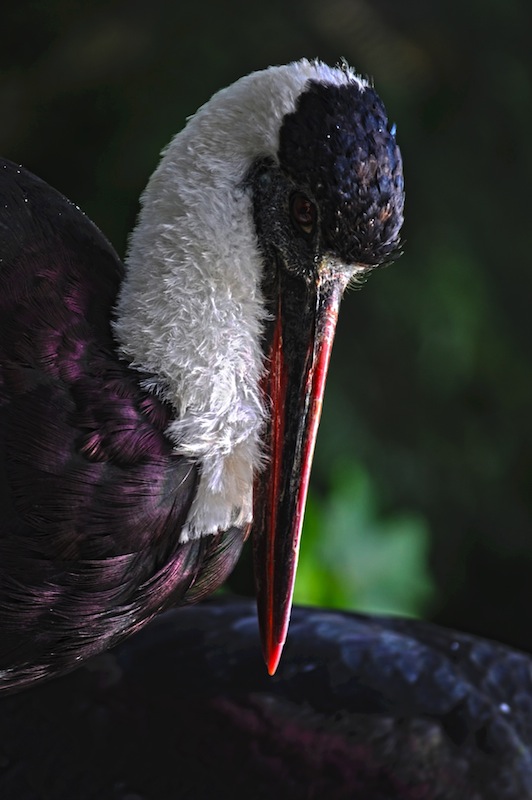 Reflection In The Bird's Eye