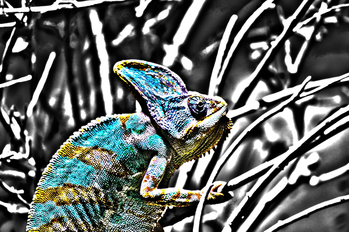Coloured Chameleon 