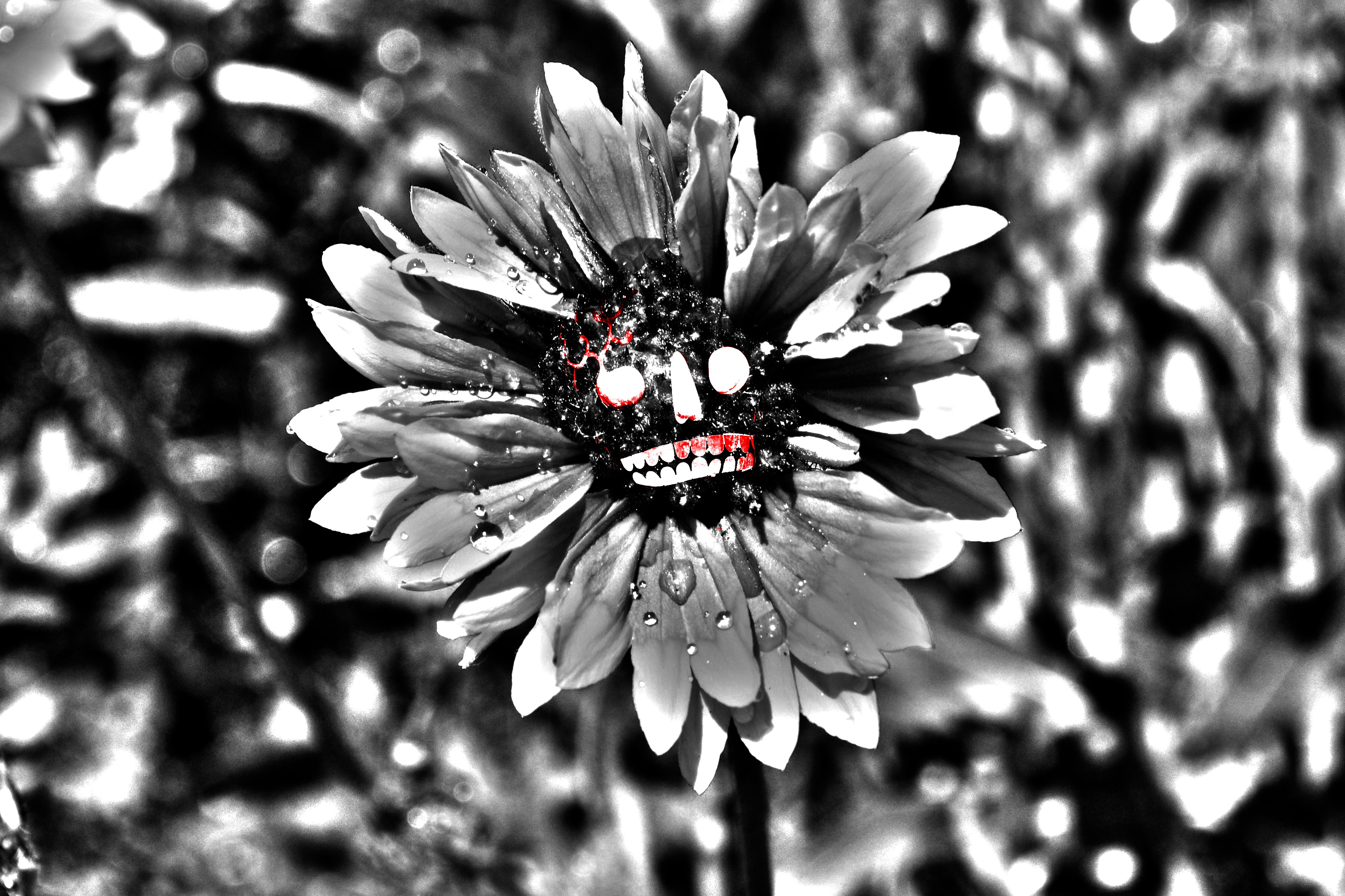 Skullflower