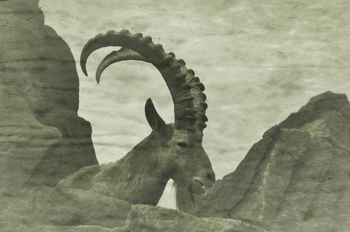 The King Of The Mountain