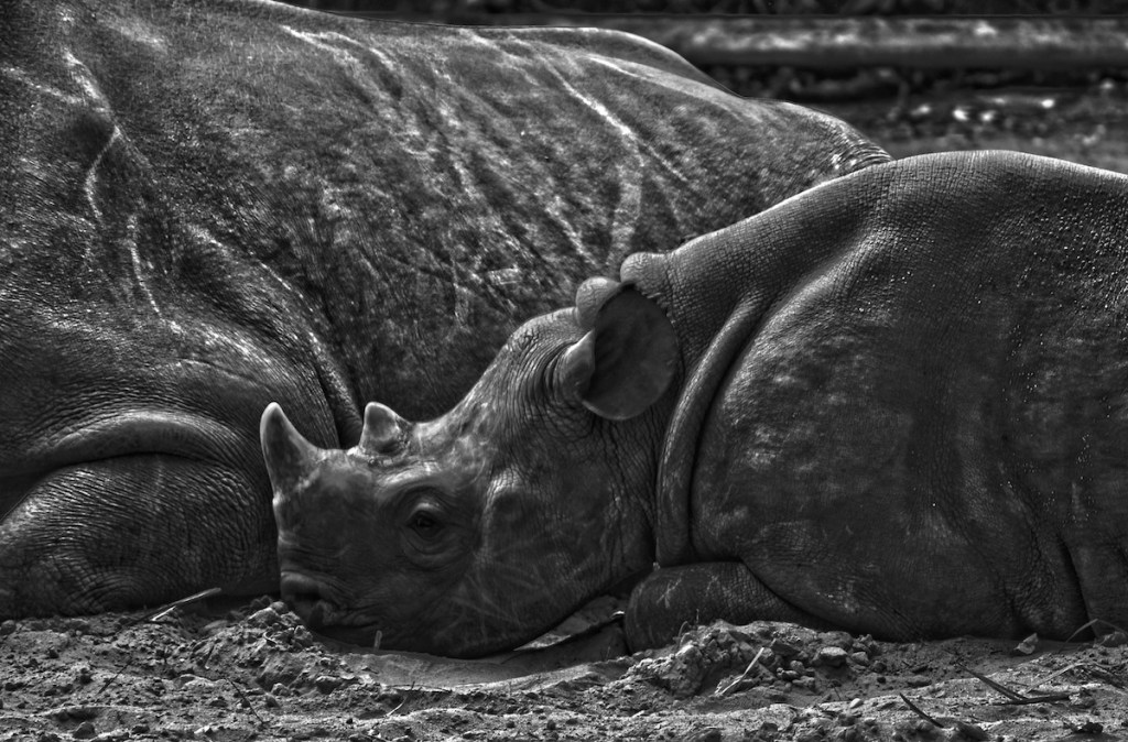Lullaby For A Baby&nbsp;Rhinoceros