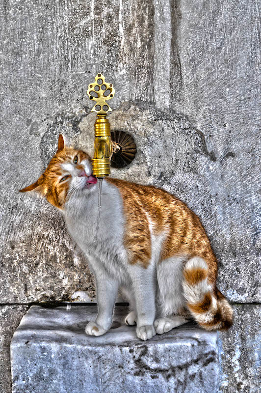 Such A Thirsty Kitten