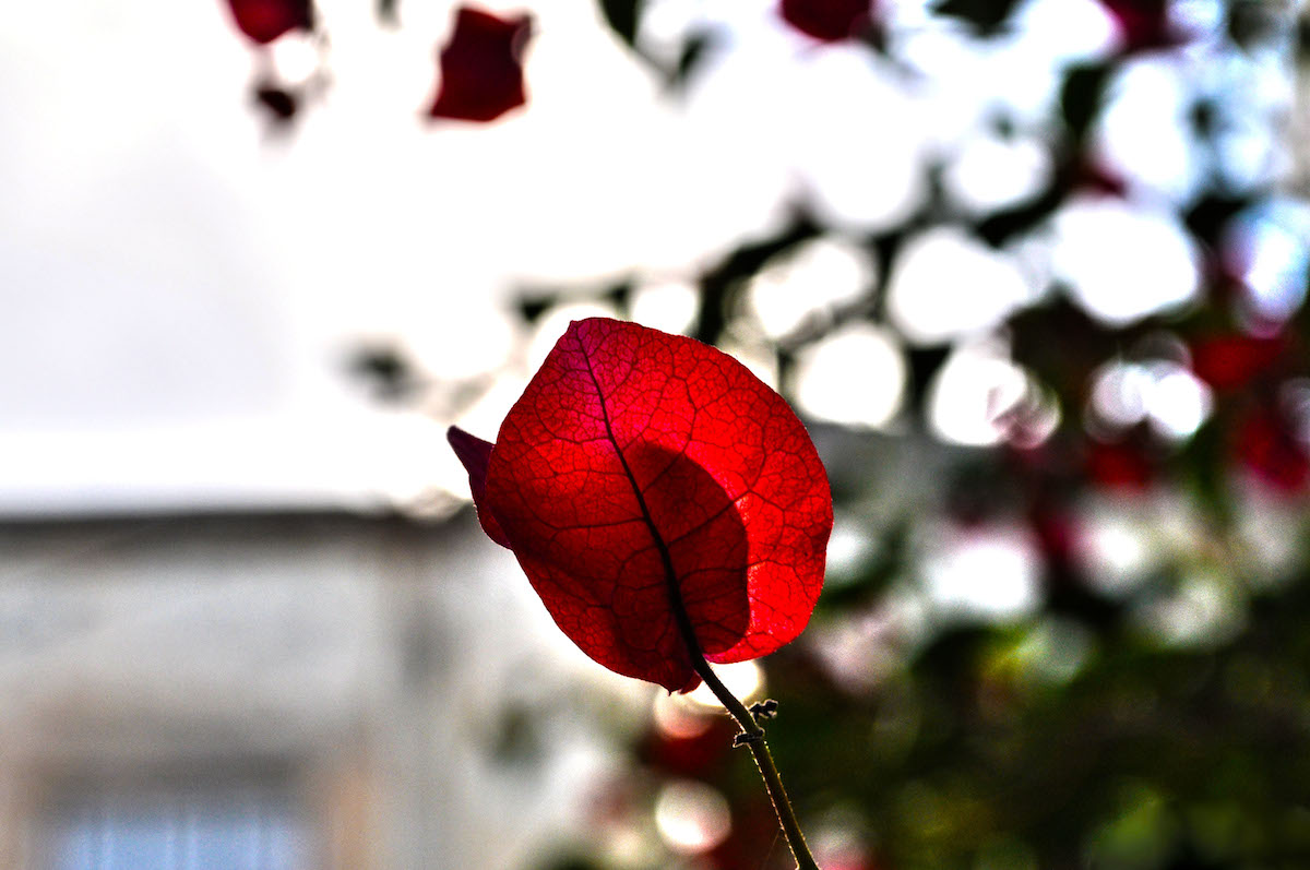 Red (Disambiguation)