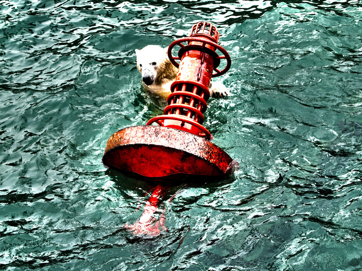 Polar Bear In Distress