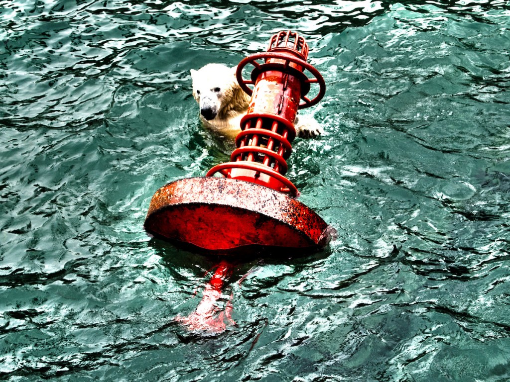 Polar Bear In&nbsp;Distress