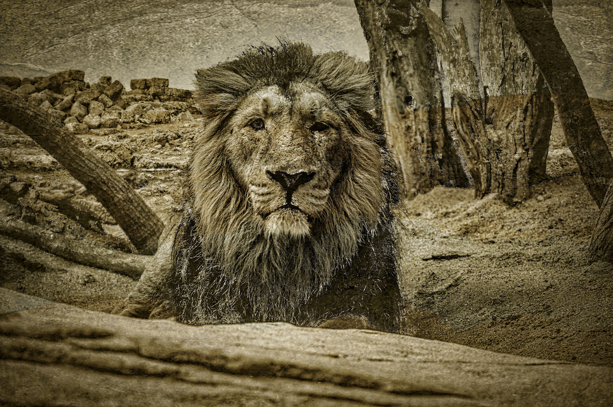 The Rule Of The Lion King