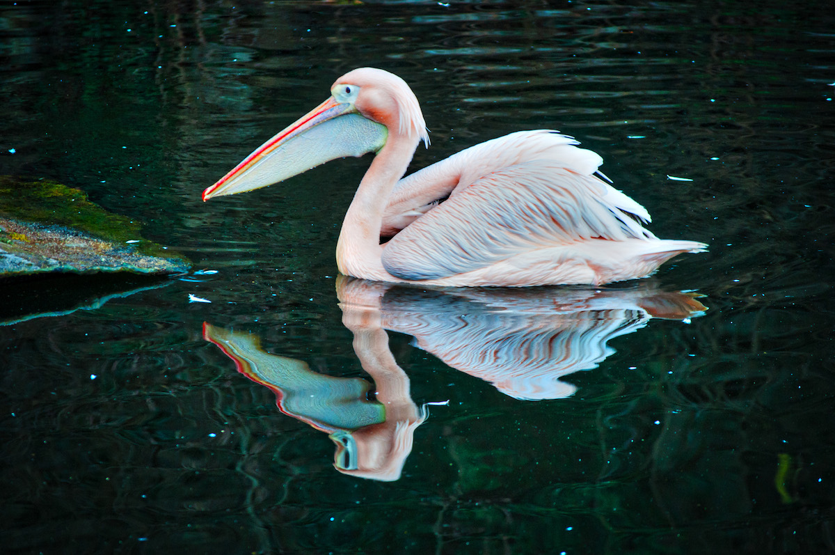 The Mirror Shows The Truth