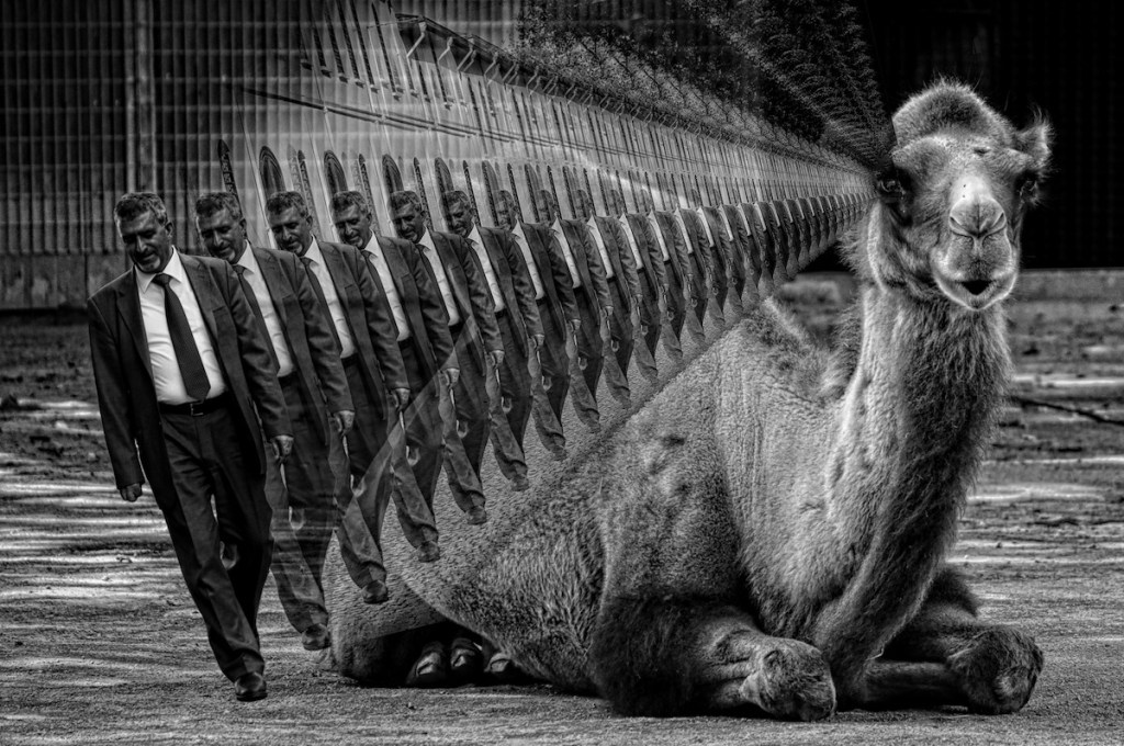 Projection From The Camel’s&nbsp;Eye