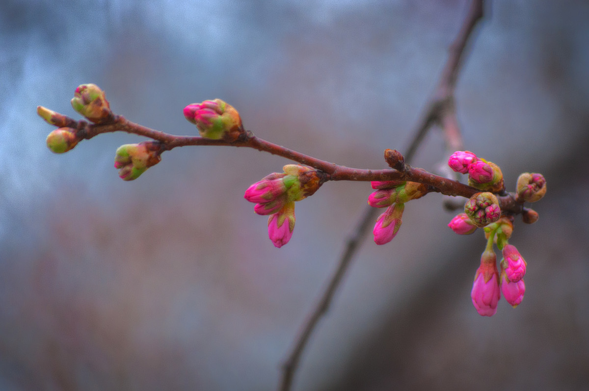 The First Signs Of Spring