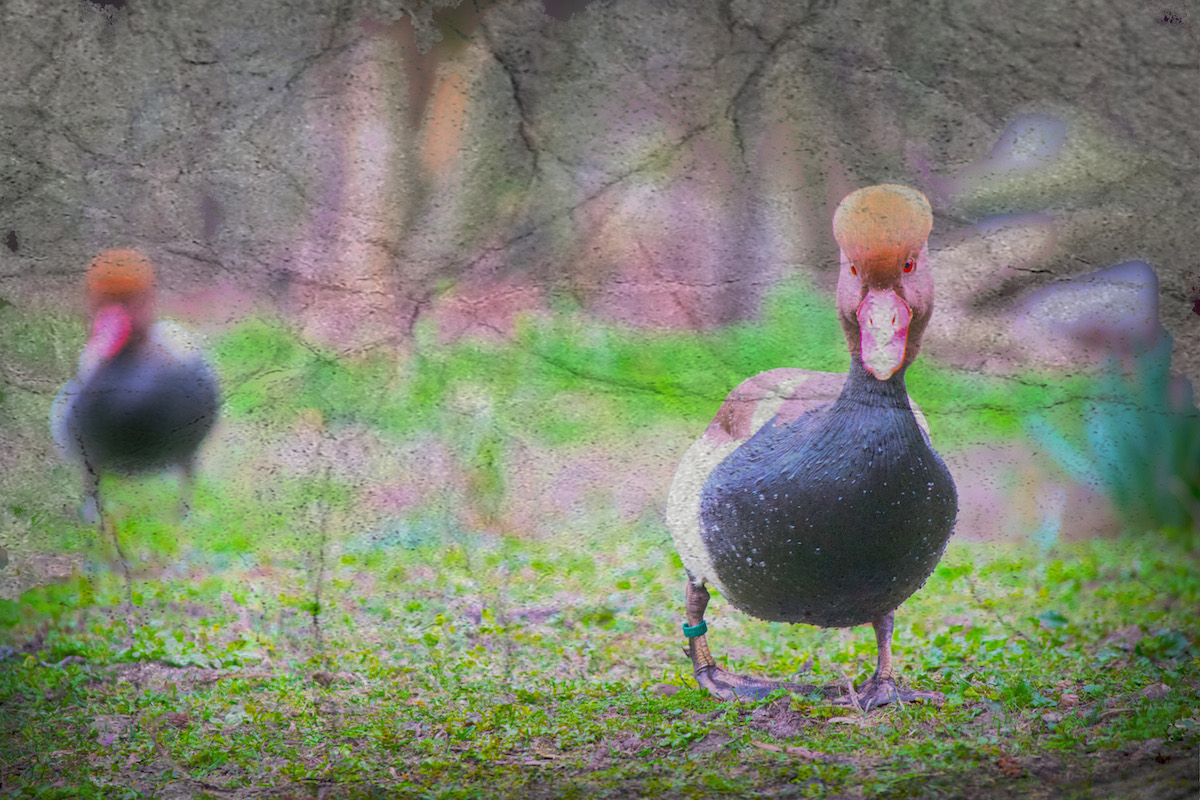 Ducks, Outside The Lake