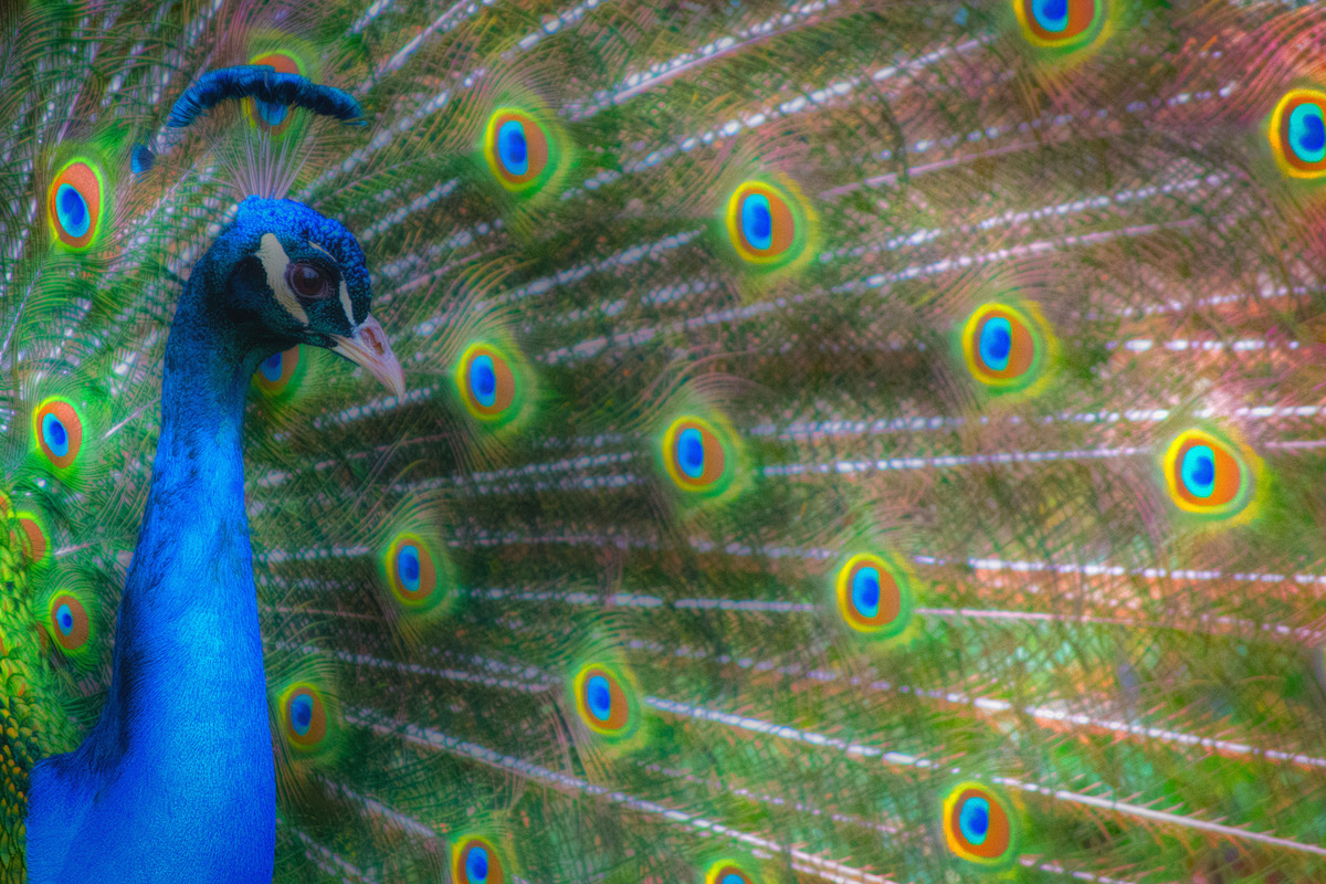 The Colours Of The Peacock
