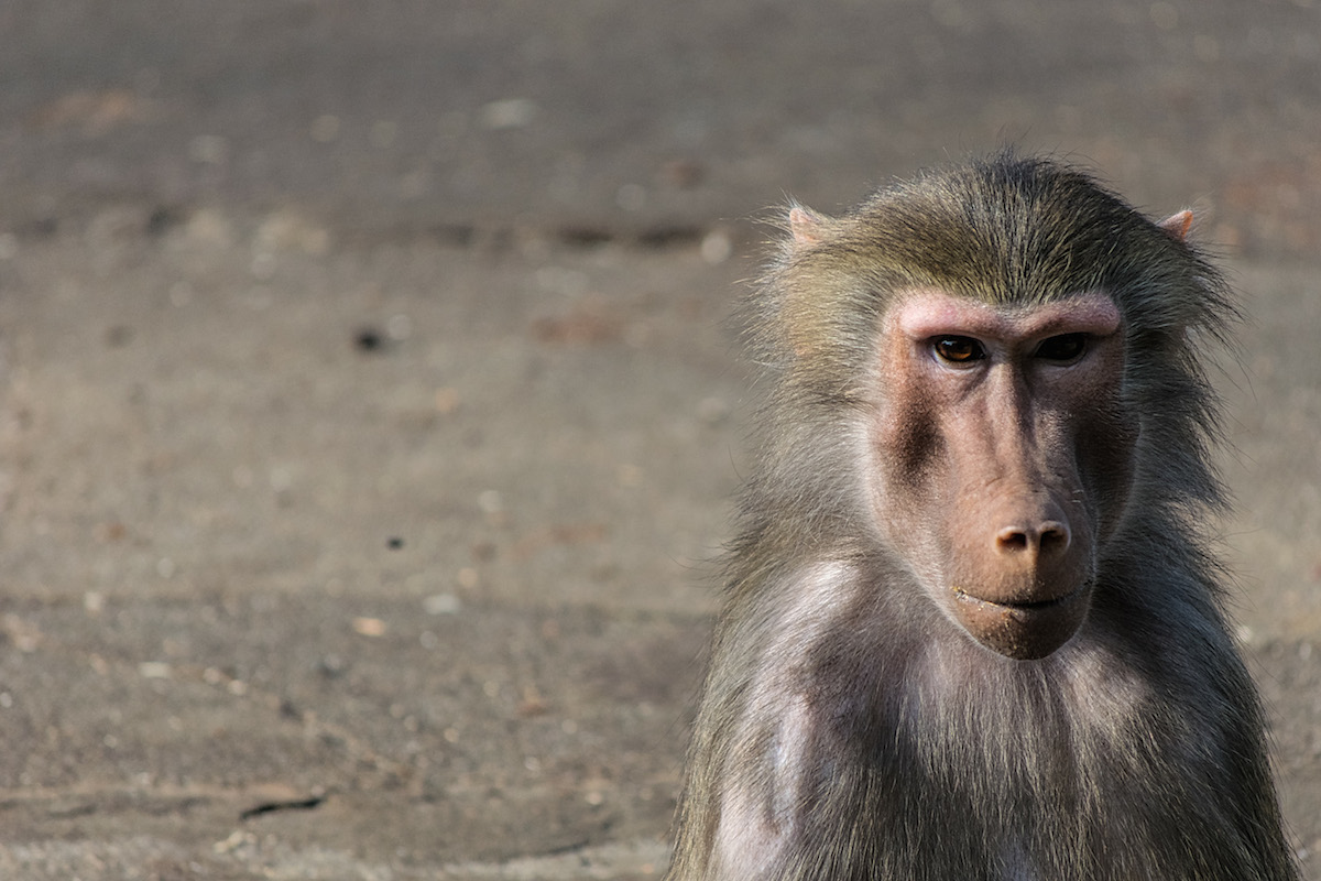Portrait Of A Monkey