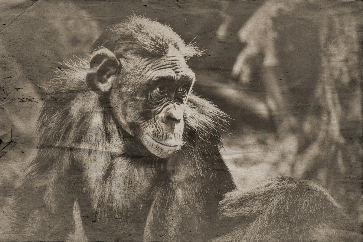 The Bonobo Is An Ape That Belongs To The Species Of The Genus Pan