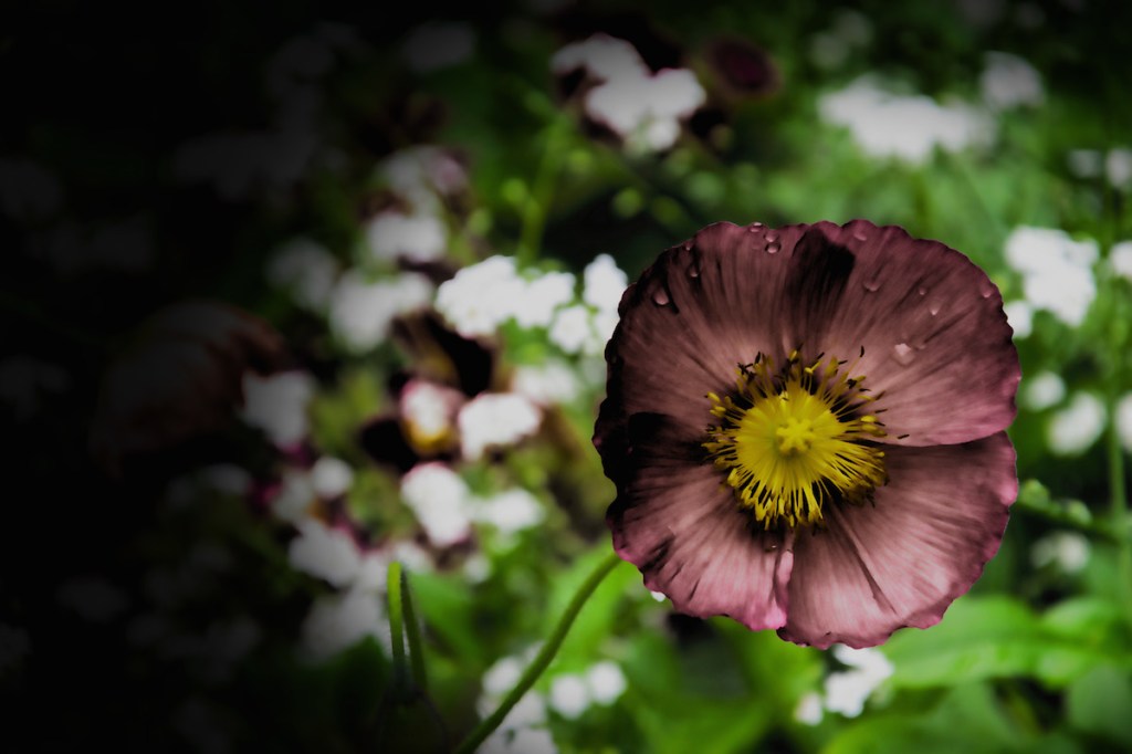 Focusing On A&nbsp;Flower