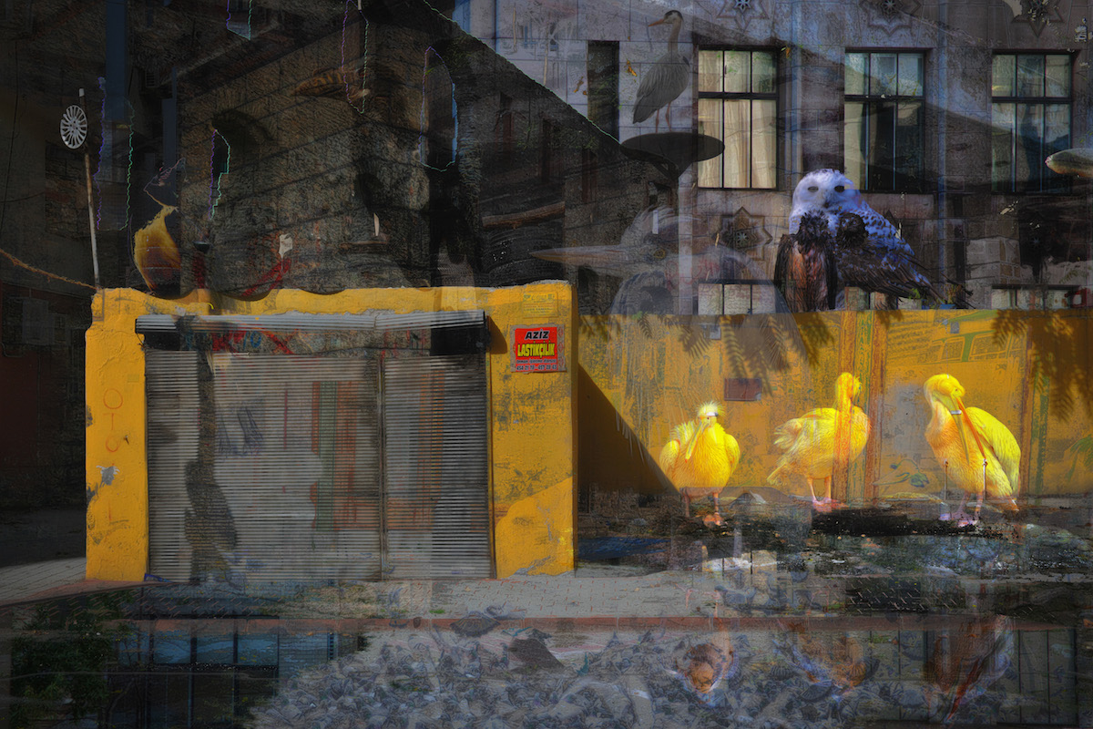 The Birds Sing A Pretty Song