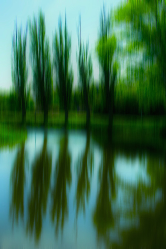 Trees By The&nbsp;Lake