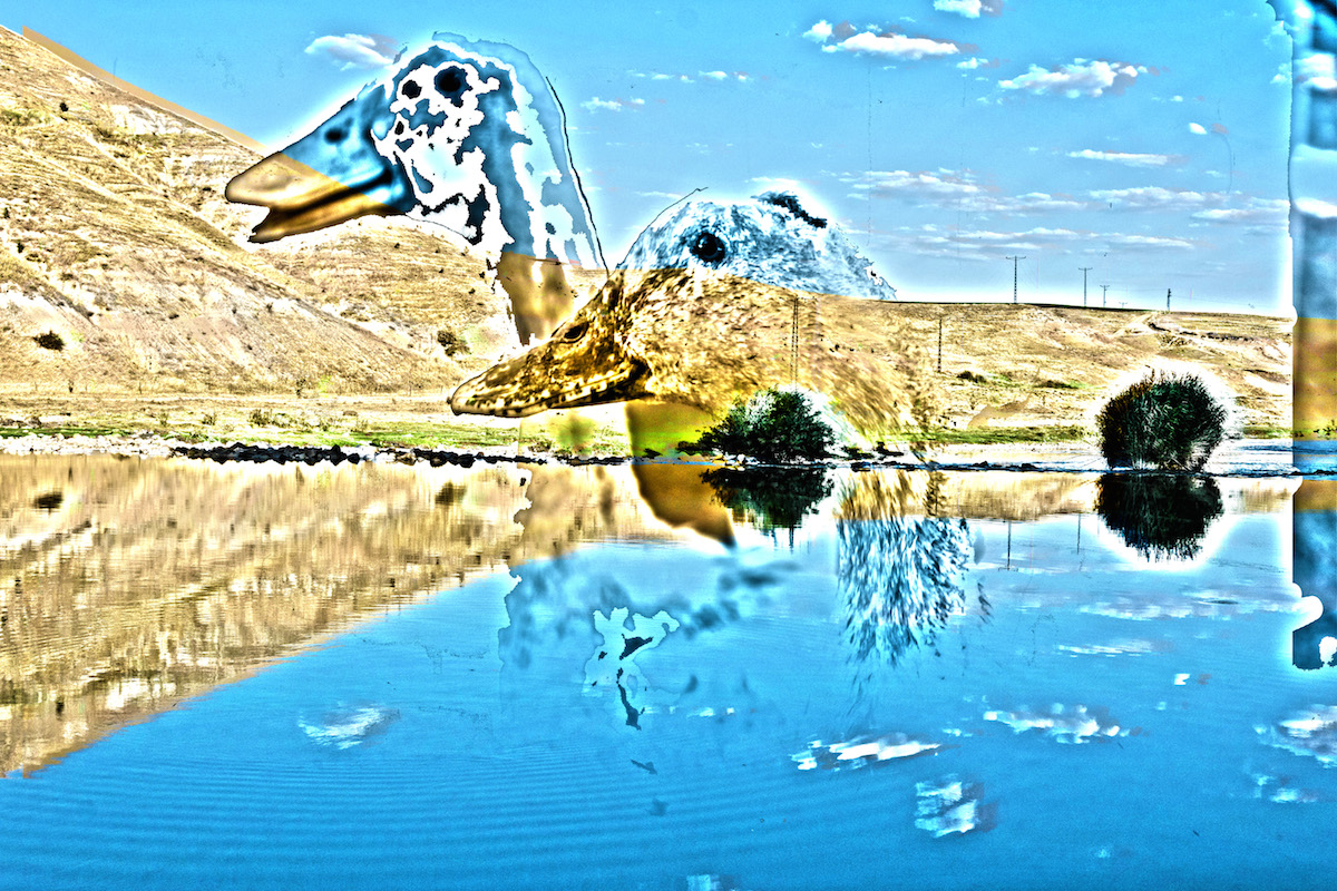 Landscape With Ducks