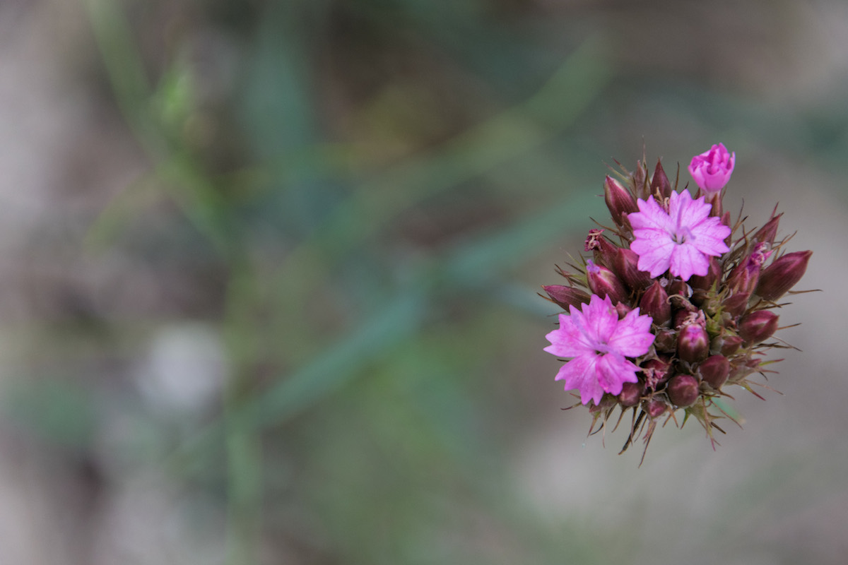 the_floating_flower-rabirius