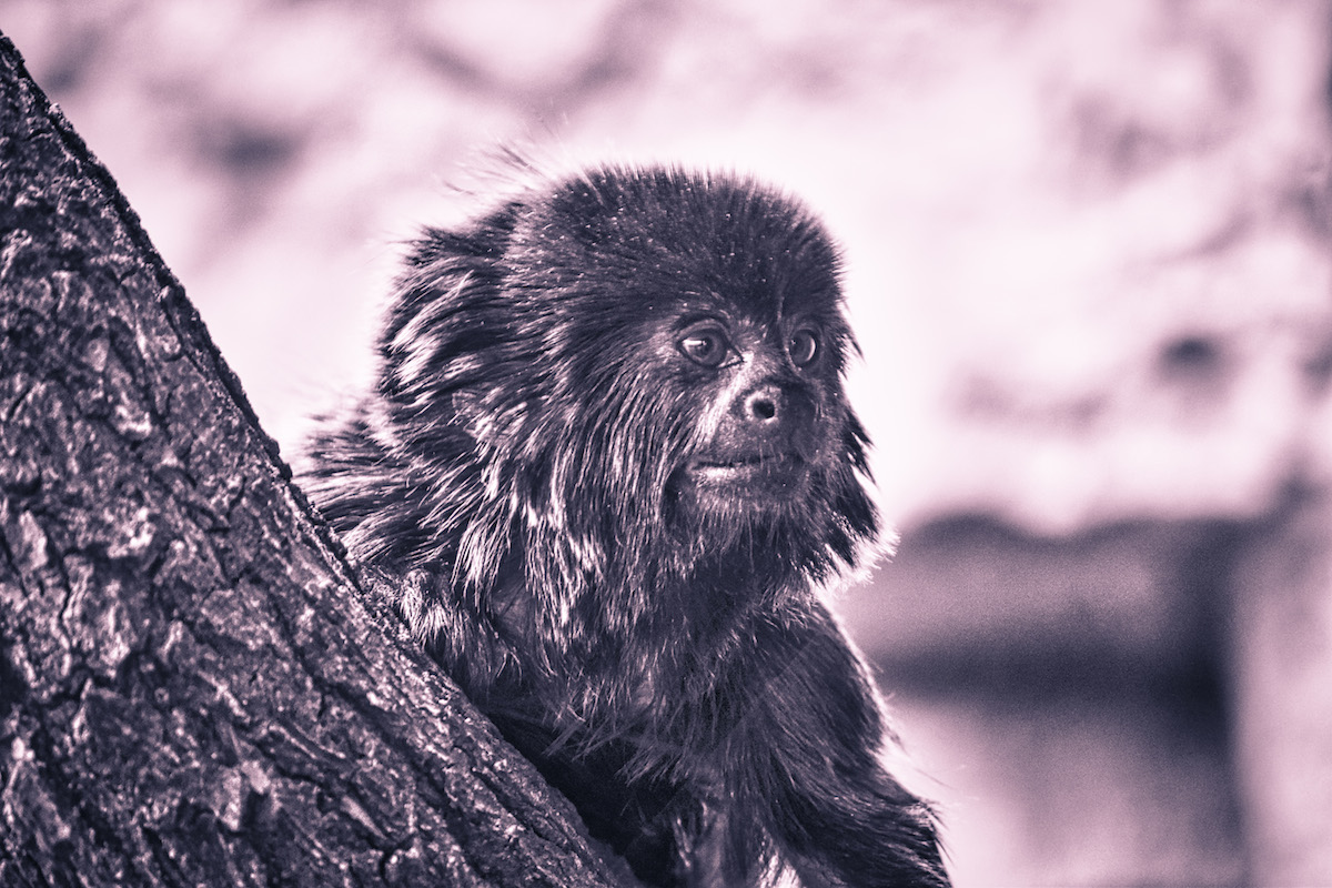 Espionage Act No. 38