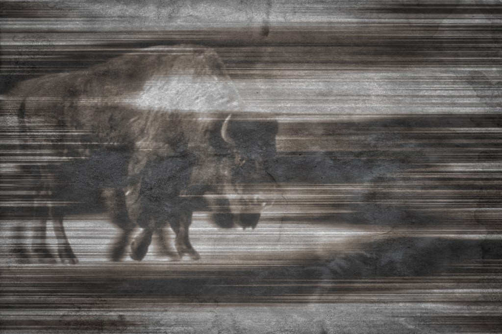 Where The Buffalo&nbsp;Roams