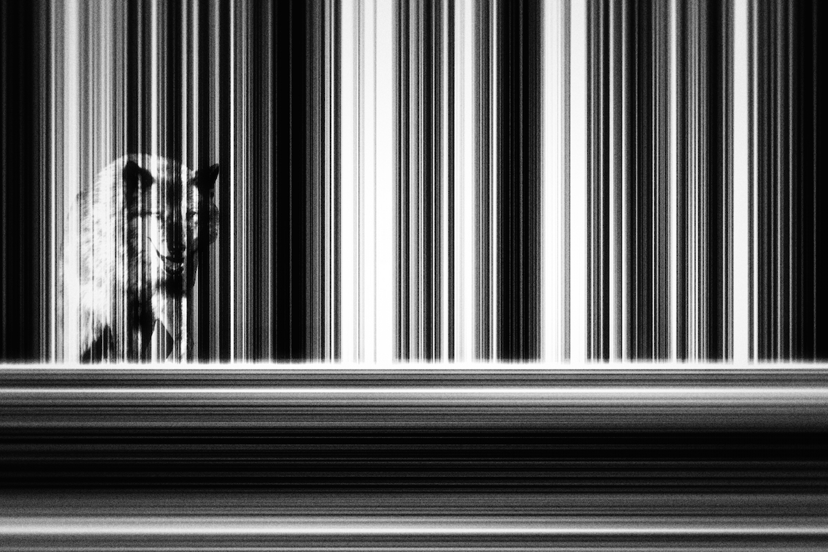 A Lonesome Wolf Roams Through The Forest