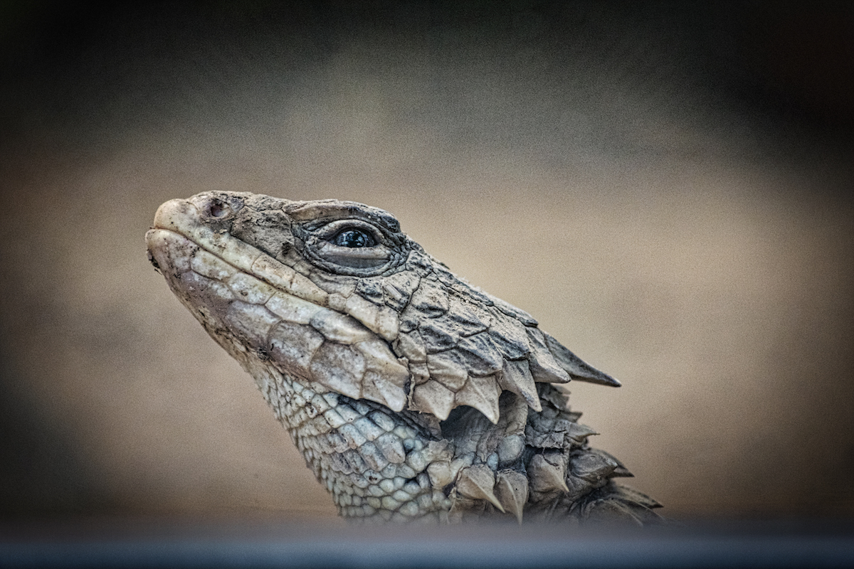 How To Train A Dragon