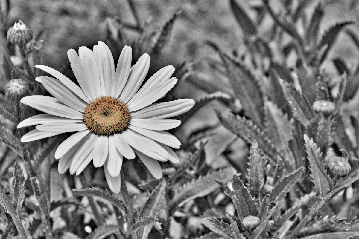 The First Flower To Bloom In Spring