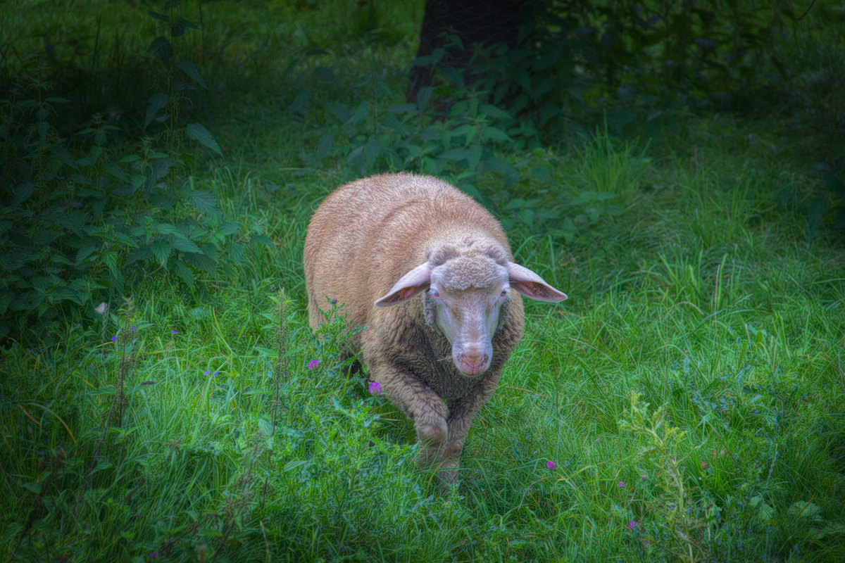 The Grass Is Greener On The Countryside