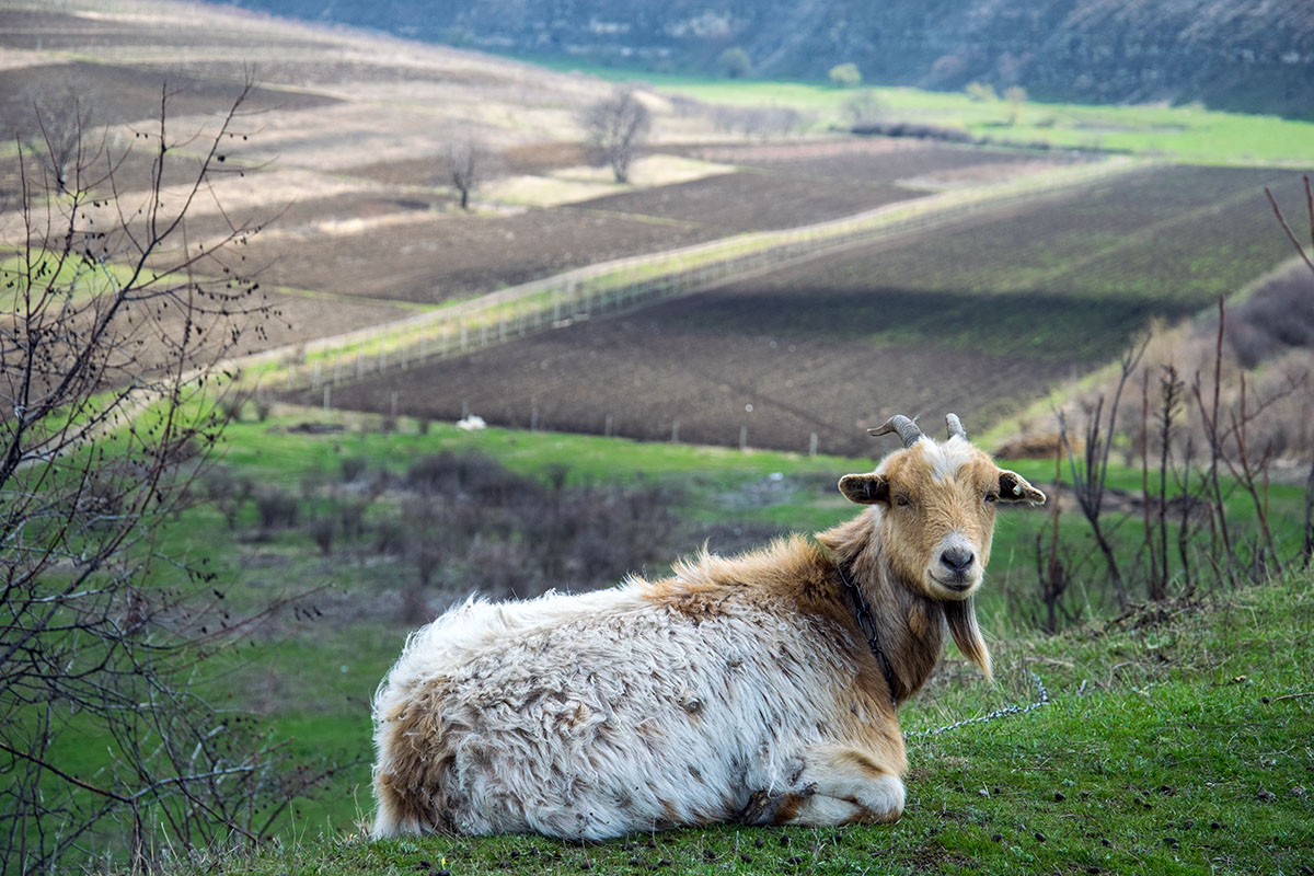 goat_with_landscape-rabirius