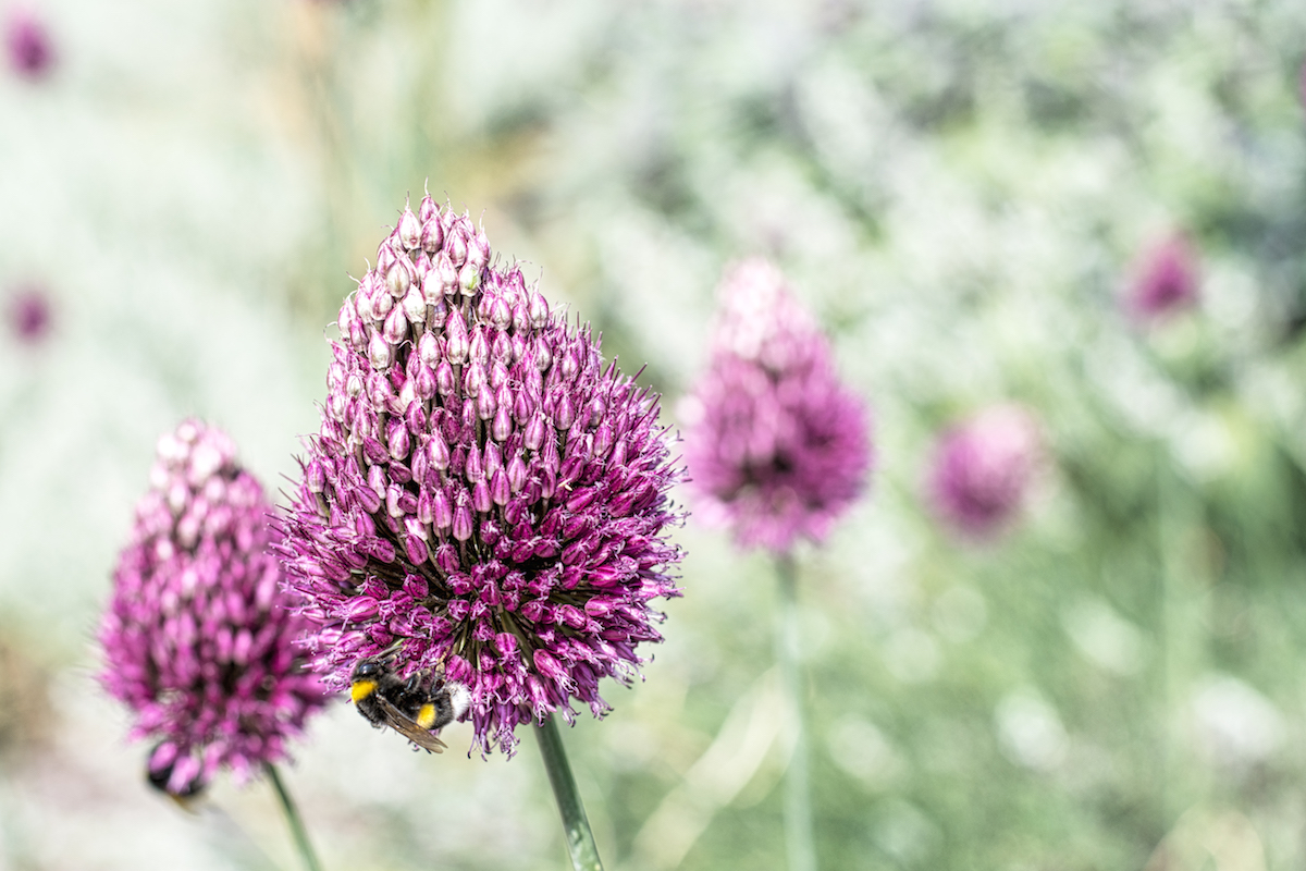 A Feast For Bumblebees