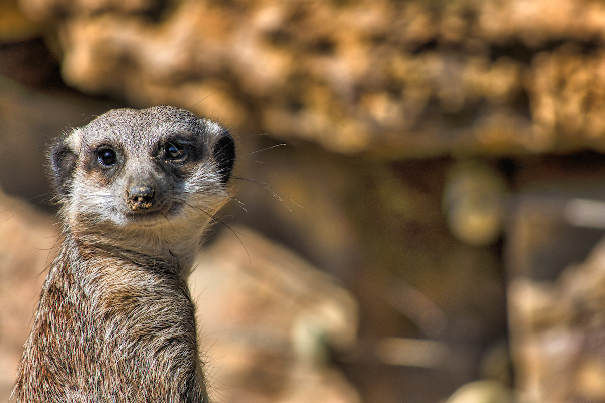 Portrait Of A Meerkat