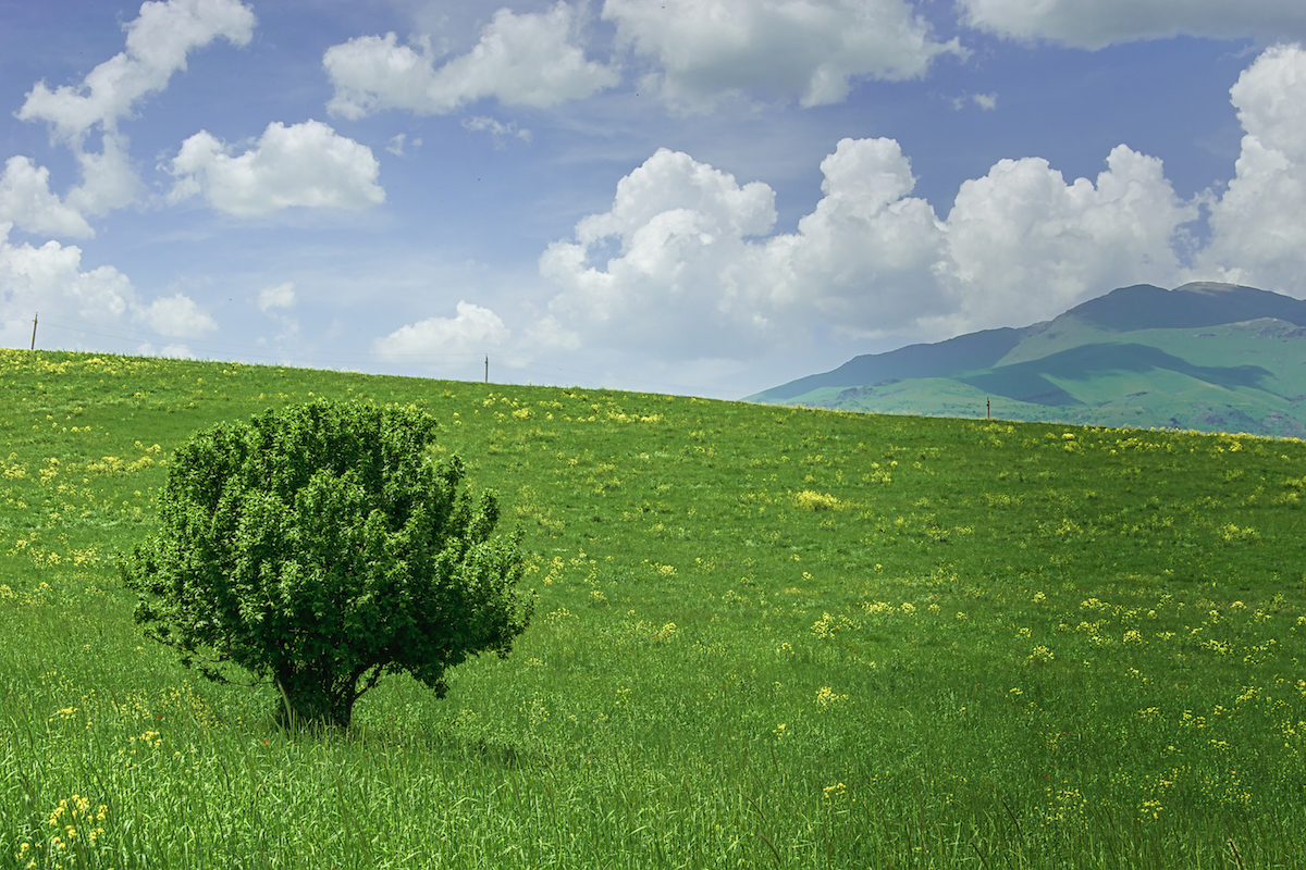 The Last Tree Standing
