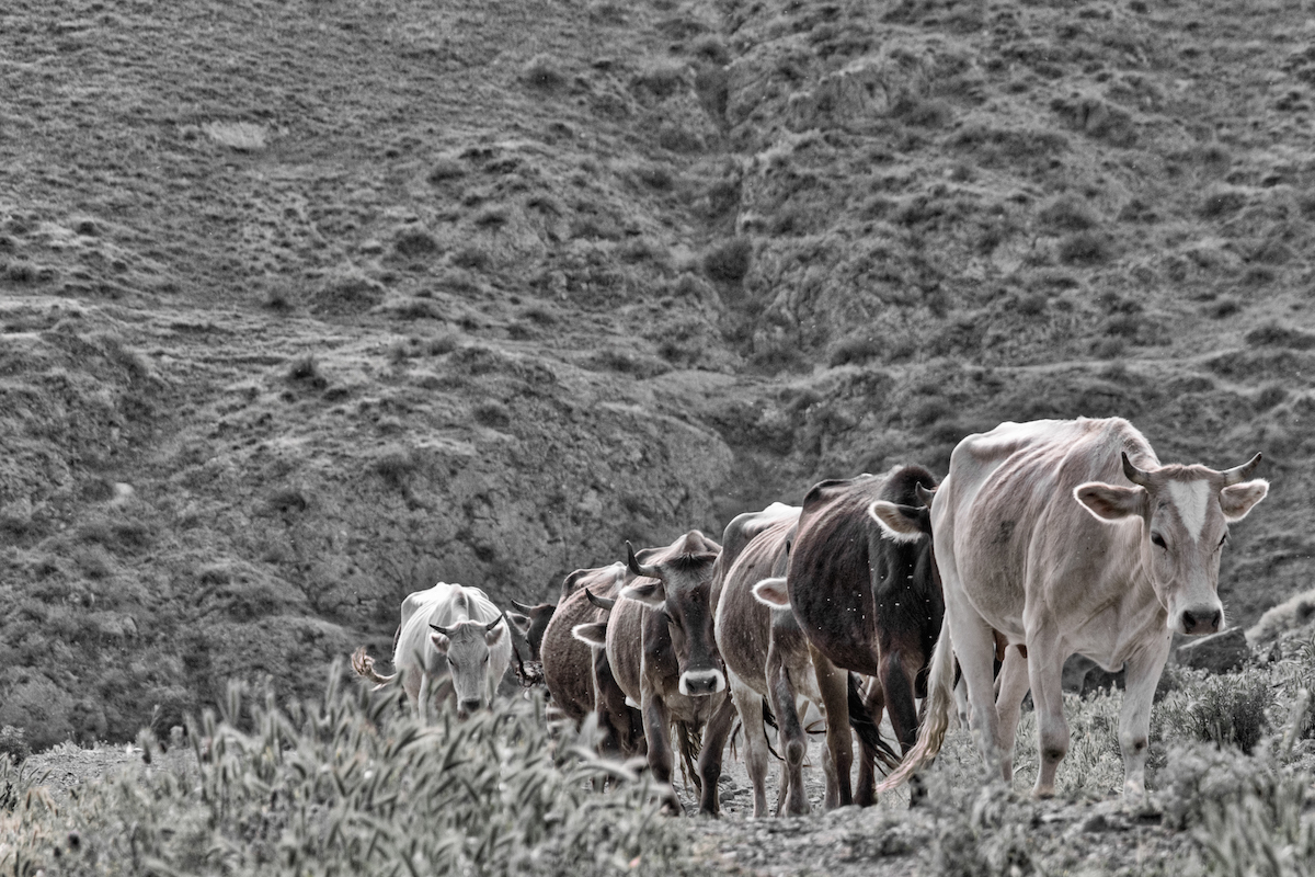 When More Cows Come Home